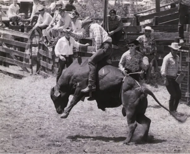 Rodeo: Where Maui's paniolo traditions grow